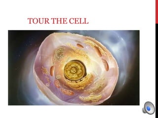 TOUR THE CELL
 