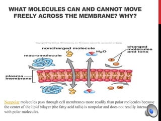 WHAT MOLECULES CAN AND CANNOT MOVE
FREELY ACROSS THE MEMBRANE? WHY?
Nonpolar molecules pass through cell membranes more readily than polar molecules because
the center of the lipid bilayer (the fatty acid tails) is nonpolar and does not readily interact
with polar molecules.
 