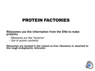 PROTEIN FACTORIES
Ribosomes use the information from the DNA to make
proteins
• Ribosomes are like “factories”
• Site of protein synthesis
Ribosomes are located in the cytosol as free ribosomes or attached to
the rough endoplasmic reticulum
 