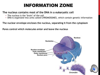 INFORMATION ZONE
The nucleus contains most of the DNA in a eukaryotic cell
• The nucleus is the “brain” of the cell
• DNA is organized into units called CHROMOSOMES, which contain genetic information
The nuclear envelope encloses the nucleus, separating it from the cytoplasm
Pores control which molecules enter and leave the nucleus
Chromatin
Nucleus
Nucleolus
Nuclear envelope:
Inner membrane
Outer membrane
Nuclear pore
 