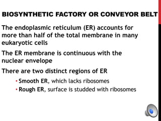 BIOSYNTHETIC FACTORY OR CONVEYOR BELT
The endoplasmic reticulum (ER) accounts for
more than half of the total membrane in many
eukaryotic cells
The ER membrane is continuous with the
nuclear envelope
There are two distinct regions of ER
• Smooth ER, which lacks ribosomes
• Rough ER, surface is studded with ribosomes
 