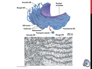 Smooth ER
Rough ER
ER lumen
Cisternae
Ribosomes
Smooth ER
Transport vesicle
Transitional ER
Rough ER
200 nm
Nuclear
envelope
 