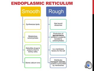 ENDOPLASMIC RETICULUM
Smooth
Synthesizes lipids
Metabolizes
carbohydrates
Detoxifies drugs &
poisons (liver &
kidney cells)
Stores calcium ions
Rough
Has bound
ribosomes
Production of
glycoproteins
(proteins covalently
bonded to
carbohydrates)
Is a membrane
factory for the cell
Distributes
transport vesicles,
proteins surrounded
by membranes
 