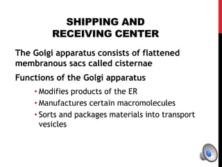 SHIPPING AND
RECEIVING CENTER
The Golgi apparatus consists of flattened
membranous sacs called cisternae
Functions of the Golgi apparatus
• Modifies products of the ER
• Manufactures certain macromolecules
• Sorts and packages materials into transport
vesicles
 