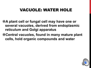 VACUOLE: WATER HOLE
A plant cell or fungal cell may have one or
several vacuoles, derived from endoplasmic
reticulum and Golgi apparatus
Central vacuoles, found in many mature plant
cells, hold organic compounds and water
 