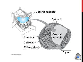 Central vacuole
Cytosol
Nucleus
Cell wall
Chloroplast
Central
vacuole
5 m
 