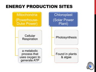 ENERGY PRODUCTION SITES
Mitochondria
(Powerhouse-
Duke Power)
Cellular
Respiration
a metabolic
process that
uses oxygen to
generate ATP
Chloroplast
(Solar Power
Plant)
Photosynthesis
Found in plants
& algae
 