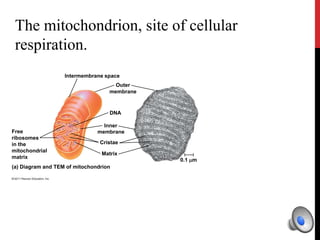 Intermembrane space
Outer
membrane
DNA
Inner
membrane
Cristae
Matrix
Free
ribosomes
in the
mitochondrial
matrix
(a) Diagram and TEM of mitochondrion
0.1 m
Mitochondrial
DNA
Nuclear DNA
Mitochondria
10 m
The mitochondrion, site of cellular
respiration.
 