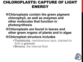 CHLOROPLASTS: CAPTURE OF LIGHT
ENERGY
Chloroplasts contain the green pigment
chlorophyll, as well as enzymes and
other molecules that function in
photosynthesis
Chloroplasts are found in leaves and
other green organs of plants and in algae
Chloroplast structure includes
Thylakoids, membranous sacs, stacked to
form a granum
Stroma, the internal fluid
 