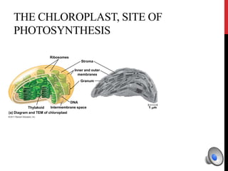 Ribosomes
Stroma
Inner and outer
membranes
Granum
1 mIntermembrane spaceThylakoid
(a) Diagram and TEM of chloroplast
Chloroplasts
(red)
50 m
DNA
THE CHLOROPLAST, SITE OF
PHOTOSYNTHESIS
 