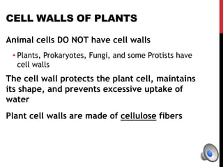 CELL WALLS OF PLANTS
Animal cells DO NOT have cell walls
• Plants, Prokaryotes, Fungi, and some Protists have
cell walls
The cell wall protects the plant cell, maintains
its shape, and prevents excessive uptake of
water
Plant cell walls are made of cellulose fibers
 