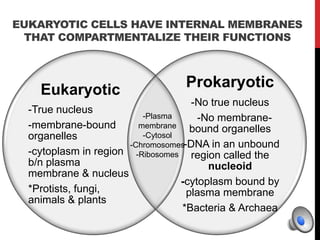 EUKARYOTIC CELLS HAVE INTERNAL MEMBRANES
THAT COMPARTMENTALIZE THEIR FUNCTIONS
Eukaryotic
-True nucleus
-membrane-bound
organelles
-cytoplasm in region
b/n plasma
membrane & nucleus
*Protists, fungi,
animals & plants
Prokaryotic
-No true nucleus
-No membrane-
bound organelles
-DNA in an unbound
region called the
nucleoid
-cytoplasm bound by
plasma membrane
*Bacteria & Archaea
-Plasma
membrane
-Cytosol
-Chromosomes
-Ribosomes
 