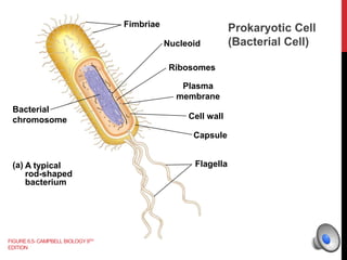 Fimbriae
Bacterial
chromosome
A typical
rod-shaped
bacterium
(a)
Nucleoid
Ribosomes
Plasma
membrane
Cell wall
Capsule
Flagella
FIGURE6.5-CAMPBELL BIOLOGY9TH
EDITION
Prokaryotic Cell
(Bacterial Cell)
 