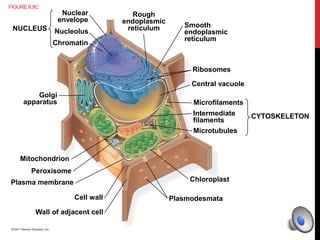 NUCLEUS
Nuclear
envelope
Nucleolus
Chromatin
Golgi
apparatus
Mitochondrion
Peroxisome
Plasma membrane
Cell wall
Wall of adjacent cell
Plasmodesmata
Chloroplast
Microtubules
Intermediate
filaments
Microfilaments
CYTOSKELETON
Central vacuole
Ribosomes
Smooth
endoplasmic
reticulum
Rough
endoplasmic
reticulum
FIGURE 6.8C
 