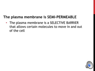 The plasma membrane is SEMI-PERMEABLE
• The plasma membrane is a SELECTIVE BARRIER
that allows certain molecules to move in and out
of the cell
 