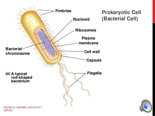 Cell Structure and Function