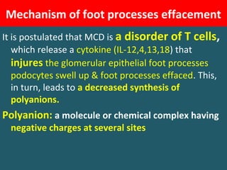 Mechanism of foot processes effacement
It is postulated that MCD is a disorder of T cells,
which release a cytokine (IL-12,4,13,18) that
injures the glomerular epithelial foot processes
podocytes swell up & foot processes effaced. This,
in turn, leads to a decreased synthesis of
polyanions.
Polyanion: a molecule or chemical complex having
negative charges at several sites
 