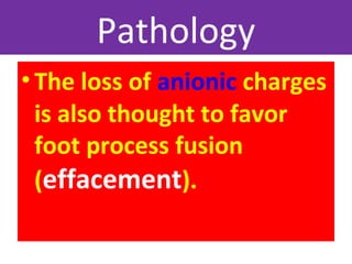 Pathology
•The loss of anionic charges
is also thought to favor
foot process fusion
(effacement).
 