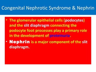 Congenital Nephrotic Syndrome & Nephrin
• The glomerular epithelial cells (podocytes)
and the slit diaphragm connecting the
podocyte foot processes play a primary role
in the development of proteinuria.
• Nephrin is a major component of the slit
diaphragm.
 