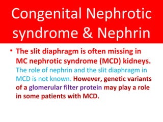 Congenital Nephrotic
syndrome & Nephrin
• The slit diaphragm is often missing in
MC nephrotic syndrome (MCD) kidneys.
The role of nephrin and the slit diaphragm in
MCD is not known. However, genetic variants
of a glomerular filter protein may play a role
in some patients with MCD.
 