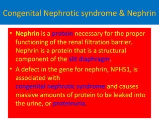 Congenital Nephrotic syndrome & Nephrin
• Nephrin is a protein necessary for the proper
functioning of the renal filtration barrier.
Nephrin is a protein that is a structural
component of the slit diaphragm.
• A defect in the gene for nephrin, NPHS1, is
associated with
congenital nephrotic syndrome and causes
massive amounts of protein to be leaked into
the urine, or proteinuria.
 