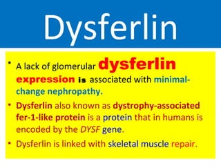 Dysferlin
• A lack of glomerular dysferlin
expression is associated with minimal-
change nephropathy.
• Dysferlin also known as dystrophy-associated
fer-1-like protein is a protein that in humans is
encoded by the DYSF gene.
• Dysferlin is linked with skeletal muscle repair.
 