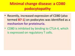 Minimal change disease: a CD80
podocytopathy
• Recently, increased expression of CD80 (also
termed B7-1) on podocytes was identified as a
mechanism for proteinuria.
• CD80 is inhibited by binding to CTLA-4, which
is expressed on regulatory T cells.
 