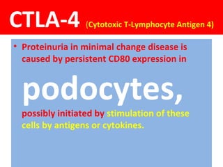 CTLA-4 (Cytotoxic T-Lymphocyte Antigen 4)
• Proteinuria in minimal change disease is
caused by persistent CD80 expression in
podocytes,possibly initiated by stimulation of these
cells by antigens or cytokines.
 