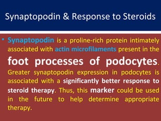 Synaptopodin & Response to Steroids
• Synaptopodin is a proline-rich protein intimately
associated with actin microfilaments present in the
foot processes of podocytes.
Greater synaptopodin expression in podocytes is
associated with a significantly better response to
steroid therapy. Thus, this marker could be used
in the future to help determine appropriate
therapy.
 