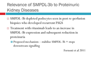 Relevance of SMPDL-3b to Proteinuric
Kidney Diseases
 SMPDL-3b depleted podocytes seen in post re-perfusion
biopsies who developed recurrent FSGS
 Treatment with rituximab leads to an increase in
SMPDL-3b expression and subsequent reduction in
proteinuria
 Proposed mechanism – stabilise SMPDL-3b + stops
downstream signalling
Fornoni et al 2011
 