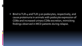  Bind toTLR-4 andTLR-3 on podocytes, respectively, and
cause proteinuria in animals with podocyte expression of
CD80 and increased urinary CD80 excretion, mimicking
findings observed in MCD patients during relapse.
 