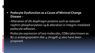  Podocyte Dysfunction as a Cause of Minimal Change
Disease –
- Alteration of slit diaphragm proteins such as reduced
nephrin phosphorylation 19 & alteration in integrin-mediated
podocyte adhesion .
-Podocyte expression of two molecules, CD80 (also known as
B7.1) andangiopoietin-like-4 (Angptl-4) also have been
proposed .
 