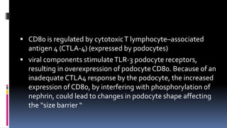  CD80 is regulated by cytotoxicT lymphocyte–associated
antigen 4 (CTLA-4) (expressed by podocytes)
 viral components stimulateTLR-3 podocyte receptors,
resulting in overexpression of podocyte CD80. Because of an
inadequate CTLA4 response by the podocyte, the increased
expression of CD80, by interfering with phosphorylation of
nephrin, could lead to changes in podocyte shape affecting
the “size barrier “
 