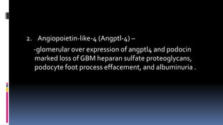 2. Angiopoietin-like-4 (Angptl-4) –
-glomerular over expression of angptl4 and podocin
marked loss of GBM heparan sulfate proteoglycans,
podocyte foot process effacement, and albuminuria .
 