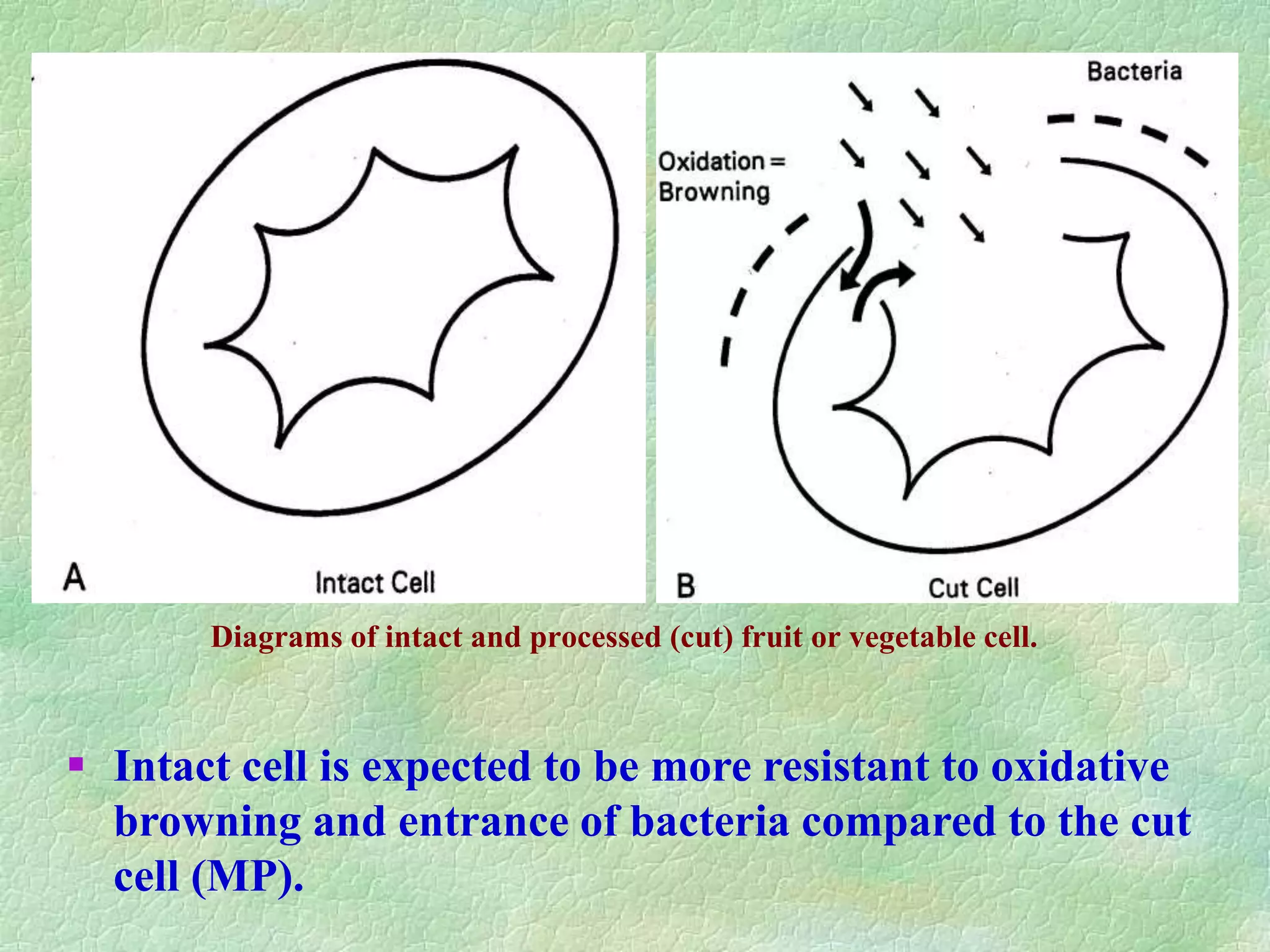 Diagrams of intact and processed (cut) fruit or vegetable cell.
 Intact cell is expected to be more resistant to oxidative
browning and entrance of bacteria compared to the cut
cell (MP).
 
