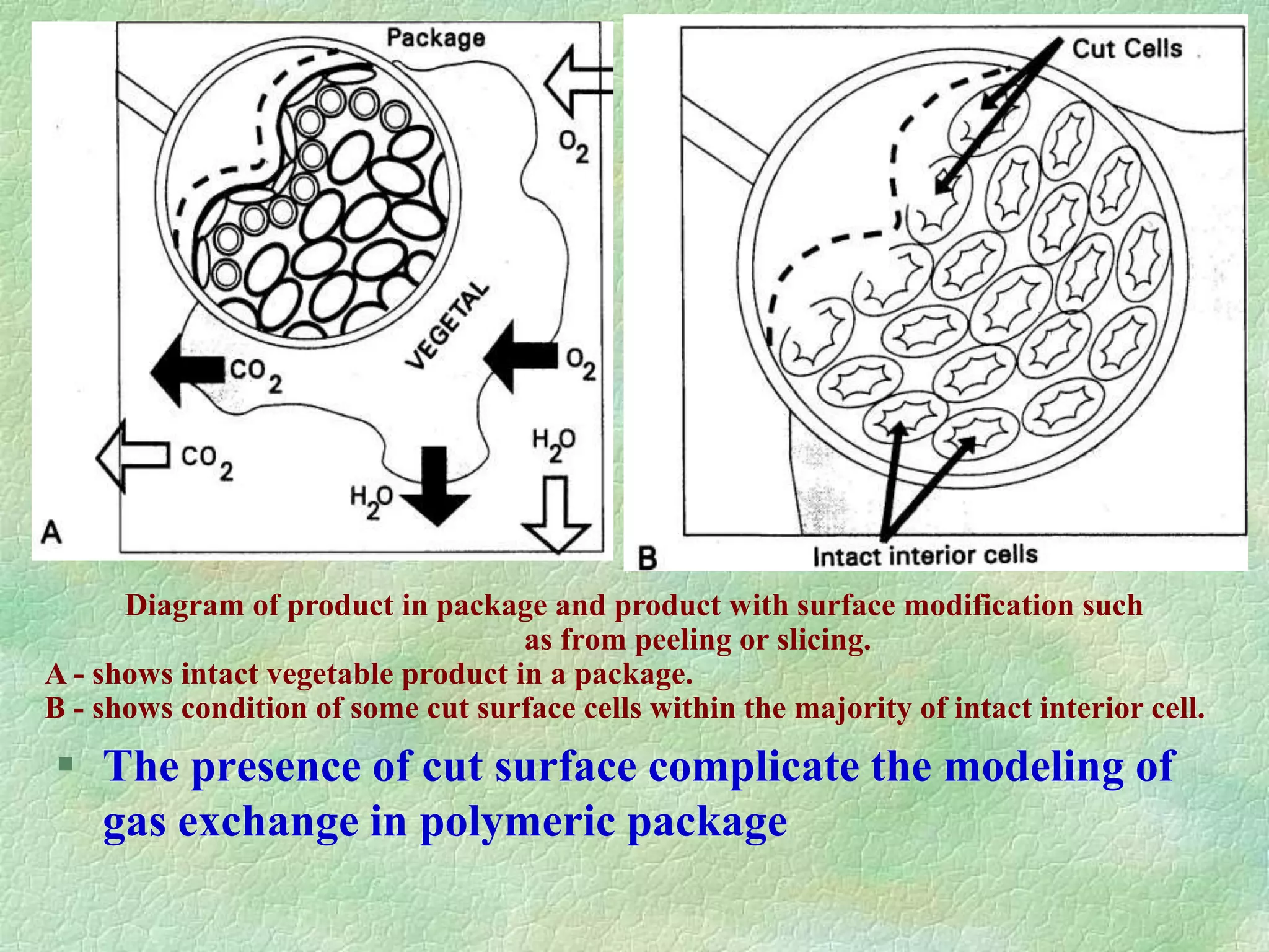  The presence of cut surface complicate the modeling of
gas exchange in polymeric package
Diagram of product in package and product with surface modification such
as from peeling or slicing.
A - shows intact vegetable product in a package.
B - shows condition of some cut surface cells within the majority of intact interior cell.
 