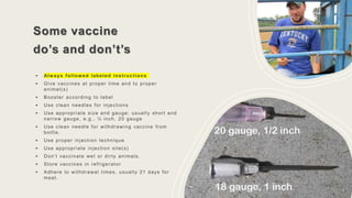 Some vaccine
do’s and don’t’s
• Always followed labeled instructions
• Give vaccines at proper time and to proper
animal(s)
• Booster according to label
• Use clean needles for injections
• Use appropriate size and gauge; usually short and
narrow gauge, e.g., ½ inch, 20 gauge
• Use clean needle for withdrawing vaccine from
bottle.
• Use proper injection technique
• Use appropriate injection site(s)
• Don’t vaccinate wet or dirty animals.
• Store vaccines in refrigerator
• Adhere to withdrawal times, usually 21 days for
meat.
 