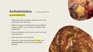 Anthelmintics (= anti-wormGreek)
(DEWORMERS)
• Medicines used to destroy parasitic worms and
expel them from the body.
• Different classes of anthelmintics have different
modes of action, e.g., paralyze, damage, alter
metabolism.
• Play an important role in worm control on small
ruminant farms.
• Have been over- and misused.
• Should be used therapeutically (to treat), not
prophylactically (to try to prevent) parasite
disease.
 