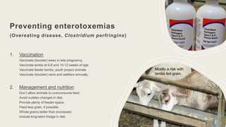 Preventing enterotoxemias
(Overeating disease, Clostridium perfringins)
1. Vaccination
Vaccinate (booster) ewes in late pregnancy.
Vaccinate lambs at 6-8 and 10-12 weeks of age
Vaccinate feeder lambs, youth project animals
Vaccinate (booster) rams and wethers annually.
2. Management and nutrition
Don’t allow animals to overconsume feed.
Avoid sudden changes in diet.
Provide plenty of feeder space.
Feed less grain, if possible.
Whole grains better than processed.
Include long-stem forage in diet.
Mostly a risk with
lambs fed grain.
 