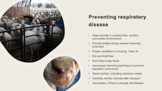 Preventing respiratory
disease
• Keep animals in a stress-free, sanitary,
uncrowded environment.
• Provide shelter during weather extremes
(hot/cold)
• Proper ventilation in housing: fresh air
• Dry and draft-free
• Don’t feed dusty feeds
• Use proper drenching technique to prevent
aspiration pneumonia.
• Good nutrition, including colostrum intake
• Carefully monitor animals after transport
• Vaccination, if there is enough risk/disease.
 