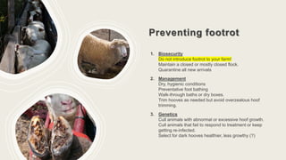 Preventing footrot
1. Biosecurity
Do not introduce footrot to your farm!
Maintain a closed or mostly closed flock.
Quarantine all new arrivals
2. Management
Dry, hygienic conditions
Preventative foot bathing
Walk-through baths or dry boxes.
Trim hooves as needed but avoid overzealous hoof
trimming.
3. Genetics
Cull animals with abnormal or excessive hoof growth.
Cull animals that fail to respond to treatment or keep
getting re-infected.
Select for dark hooves healthier, less growthy (?)
 