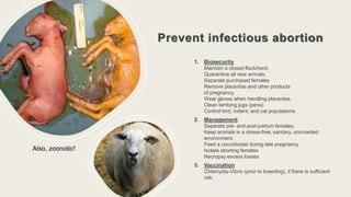 Prevent infectious abortion
1. Biosecurity
Maintain a closed flock/herd.
Quarantine all new arrivals.
Separate purchased females
Remove placentas and other products
of pregnancy.
Wear gloves when handling placentas.
Clean lambing jugs (pens)
Control bird, rodent, and cat populations.
2. Management
Separate pre- and post-partum females.
Keep animals in a stress-free, sanitary, uncrowded
environment.
Feed a coccidiostat during late pregnancy
Isolate aborting females
Necropsy excess losses
3. Vaccination
Chlamydia-Vibrio (prior to breeding), if there is sufficient
risk.
Also, zoonotic!
 