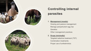 Controlling internal
parasites
1. Management (mostly)
Grazing and pasture management
Manage periparturient egg rise
Genetics
Other management practices
2. Drugs (minimally)
Targeted selective treatment (TST)
Combination treatments
Proper use of anthelmintics
 