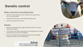 Genetic control
Raise or cross with a more resistant breed
 Most hair sheep breeds are more resistant than wooled sheep
St. Croix most resistant
 Southeast native breeds most resistant wooled breeds
 Texel most resistant terminal sire
Selection
 Select rams that shed fewer eggs (resistant) and/or don’t require
deworming (resilient).
 Cull ewes that are higher egg shedders (not-resistant) and/or require
frequent deworming (more susceptible).
 Buy from breeders that performance test their rams for parasite
resistance (central ram test, NSIP/EBVs).
70:30 rule
30% of animals shed 70% of eggs
70% of animals shed 30% of eggs
 
