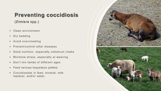 Preventing coccidiosis
(Eimiera spp.)
• Clean environment
• Dry bedding
• Avoid overcrowding
• Prevent/control other diseases
• Good nutrition, especially colostrum intake
• Minimize stress, especially at weaning
• Don’t mix lambs of different ages
• Feed sericea lespedeza pellets
• Coccidiostats in feed, mineral, milk
replacer, and/or water.
 
