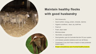 Maintain healthy flocks
with good husbandry
• Strict biosecurity
• Good nutrition: energy, protein, minerals, vitamins
• Hygienic conditions: clean, dry, draft free
• Fresh air
• Fresh, clean water
• Minimize stress
• Vaccination, as appropriate
• Good genetics: get rid of animals that don’t fit your system.
• Link between parasite resistance and over all fitness.
• Crossbreed, if you don’t have a reason to raise purebreds
(hybrid vigor!).
• Proper and judicious use of animal health products
 