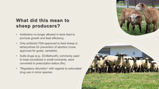 What did this mean to
sheep producers?
• Antibiotics no longer allowed in lamb feed to
promote growth and feed efficiency.
• Only antibiotic FDA-approved to feed sheep is
tetracyclines for prevention of abortion (none
approved for goats, camelids).
• Sulfa drugs (e.g., Di-Methox®), commonly used
to treat coccidiosis in small ruminants, were
converted to prescription status (Rx).
• “Regulatory discretion” with regards to extra-label
drug use in minor species.
 
