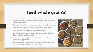 Feed whole grain(s)
• Once lambs/kids have functioning rumens, they are able to
utilize whole grains.
• There is no benefit to processing grains for small ruminants.
• Some grains will pass through digestive system whole, but
loss is minimal, compared to cost savings.
• There are less digestive upsets when whole grain is fed.
• Feed efficiency is improved with whole grains.
• No forage source is necessary when whole grain finishing
diets are fed to lambs (and goats ?)
• You can balance simple, cost-effective rations utilizing whole
grains and supplements.
 