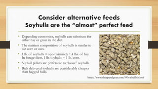 Consider alternative feeds
Soyhulls are the “almost” perfect feed
• Depending economics, soyhulls can substitute for
either hay or grain in the diet.
• The nutrient composition of soyhulls is similar to
ear corn or oats.
• 1 lb. of soyhulls = approximately 1.4 lbs. of hay
In forage diets, 1 lb. soyhulls = 1 lb. corn.
• Soyhull pellets are preferable to “loose” soyhulls
• Bulk delivered soyhulls are considerably cheaper
than bagged hulls.
http://www.sheepandgoat.com/#!soyhulls/cbwi
 