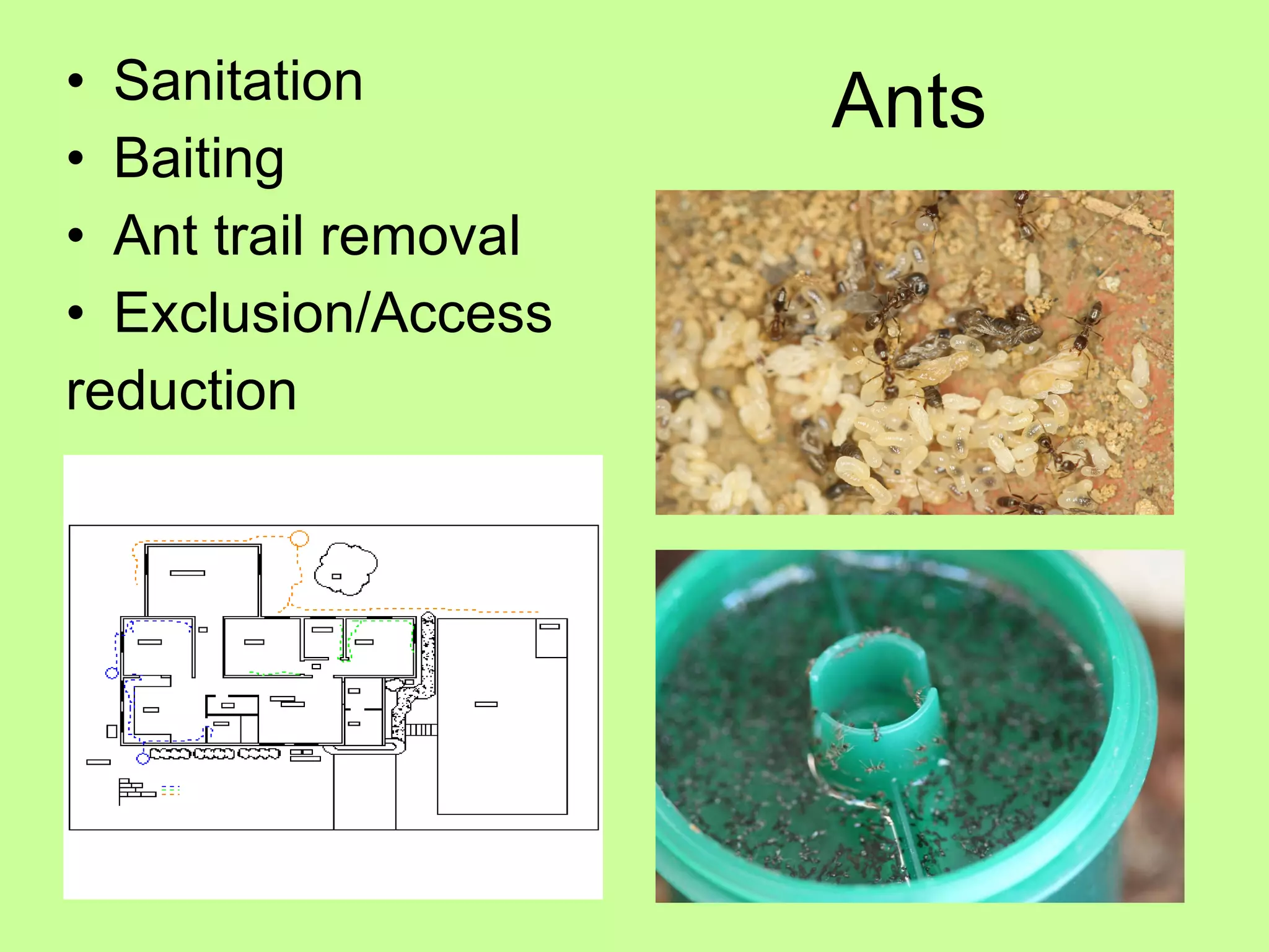 Ants Sanitation Baiting Ant trail removal Exclusion/Access  reduction 